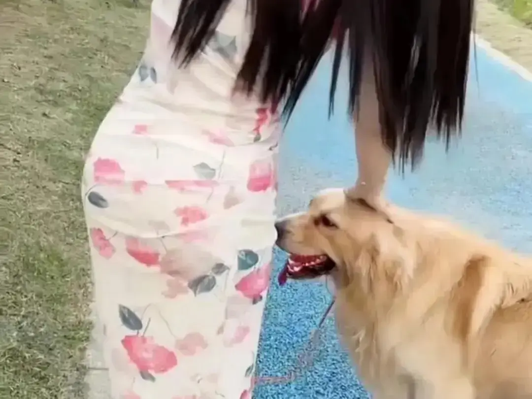 《抖音香香公主与爱犬金毛》完整版在线高清免费观看-抖音金毛蹭香香公主撒娇互动日常-抖音香香公主与爱犬直播回放无广告网盘资源-高清完整版秒播资源-香香公主与爱犬金毛在线观看